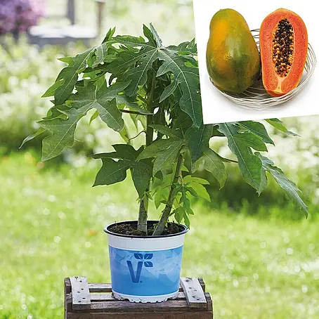 Piardino  Papaya