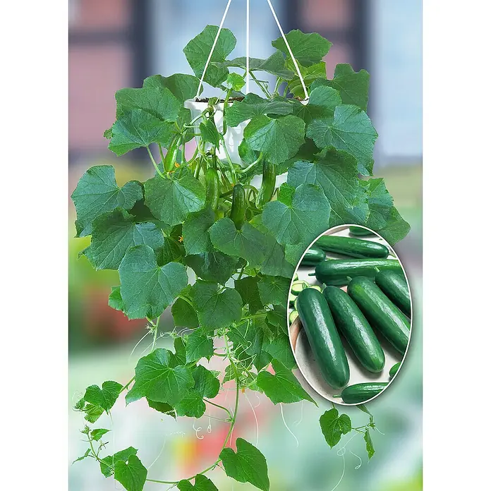 Piardino Gurke Bio - Cucumis sativus, 25 cm, Erntezeit: Juli - Hängende Gurkenpflanze mit wachsenden Gurken in weißem Topf und Einleger mit geernteten Früchten.