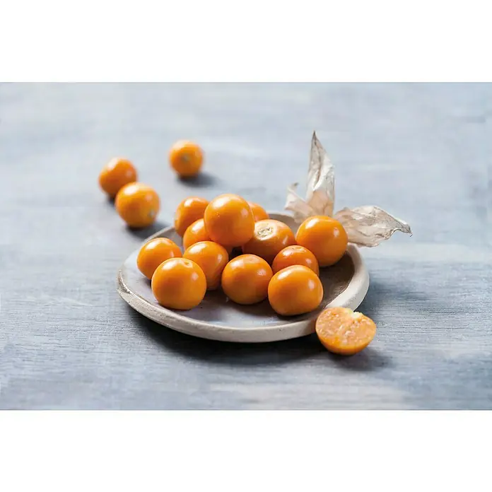 Andenbeere Bio - Physalis peruviana, Topfgröße: 12 cm - Leuchtend orange Physalis, einige auf einer kleinen Keramikplatte, eine aufgeschnitten und einige verstreut.