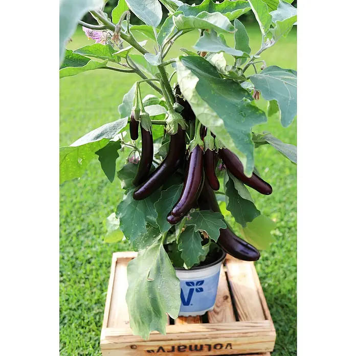 Piardino Bio Aubergine - Solanum aubergine 'Molongio', 12 cm - Topf-Auberginenpflanze mit dunkelvioletten Früchten und grünen Blättern auf einer Holzkiste.