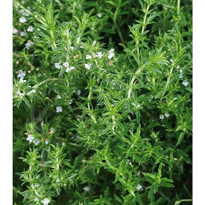 Piardino Bio Bohnenkraut - Satureja montana, Topfgröße: 12 cm - Buschige grüne Kräuterpflanze mit kleinen weißen Blüten.