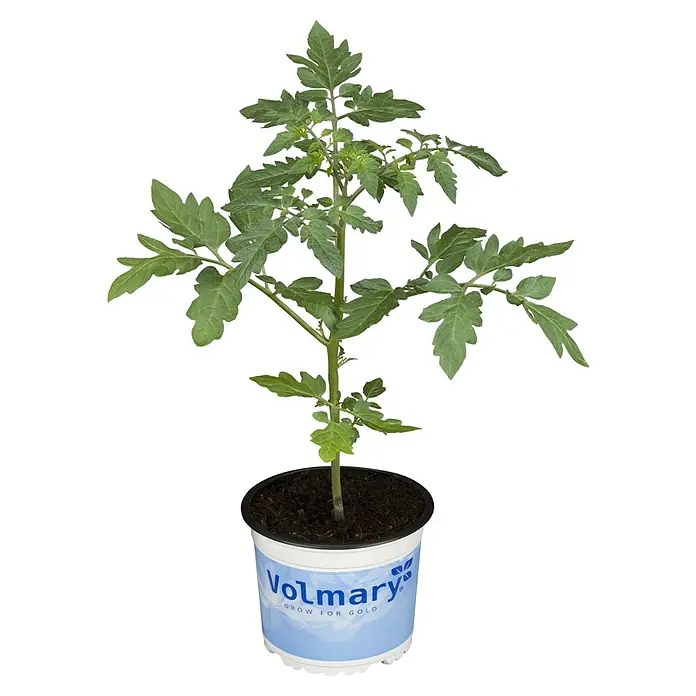 Tomate Bio - Solanum lycopersicum Midi San Marzano, 12 cm - Junge Tomatenpflanze in einem weißen Volmary Topf mit grünen Blättern.