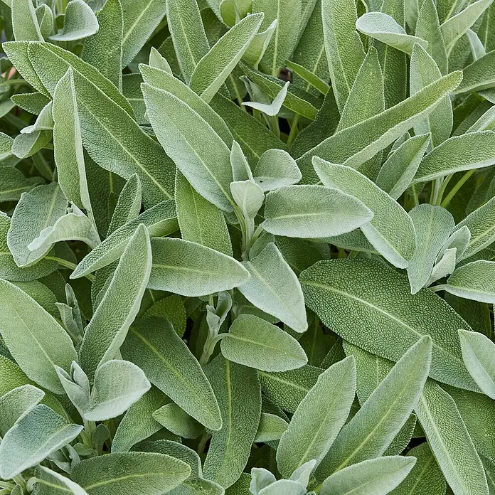 Piardino Echter Salbei - Salvia officinalis 'Extracta', Topfgröße: 12 cm - Nahaufnahme von leuchtend grünen Salbeiblättern mit weicher, strukturierter Oberfläche.