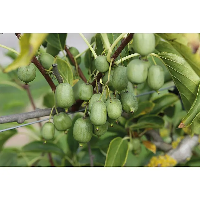 Piardino Bio Mini-Kiwi - Actinidia arguta, Topfgröße: 12 cm - Traube kleiner, glatter grüner Kiwi-Beeren, die an einer Weinrebe mit üppigen grünen Blättern wachsen.