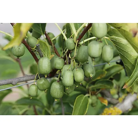 Piardino Bio Mini-Kiwi