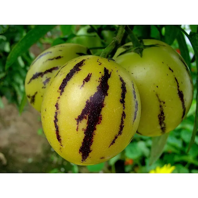 Piardino Bio Melonenbirne - Solanum muricatum, Topfgröße: 12 cm - Drei gelblich-grüne gestreifte Früchte hängen an einem Pflanzenstiel.