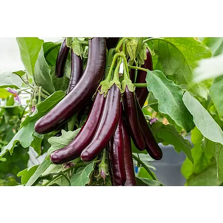 Piardino Bio Aubergine