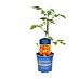 Piardino Cherrytomate veredelt 