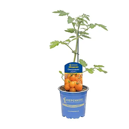 Piardino  Cherrytomate veredelt