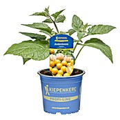 Physalis peruviana 12 Andenbeere Goldvit