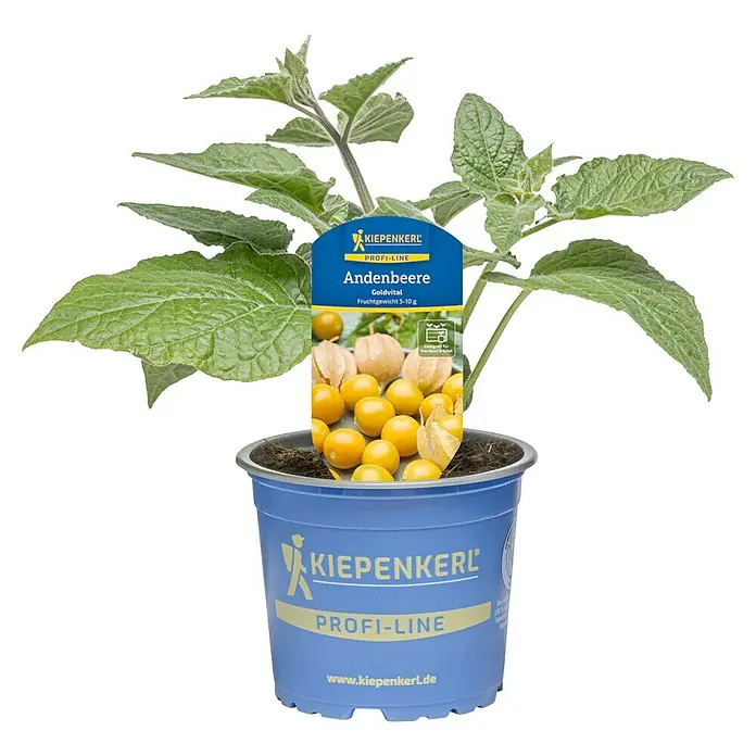 Andenbeere - Physalis peruviana 'Goldvital', Topfgröße: 12 cm - Andenbeere-Pflanze im blauen Topf mit Produktetikett.