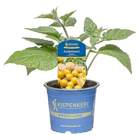 Andenbeere