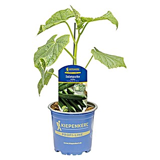 Piardino Schlangengurke Fitness (Cucumis sativus, 11 cm)