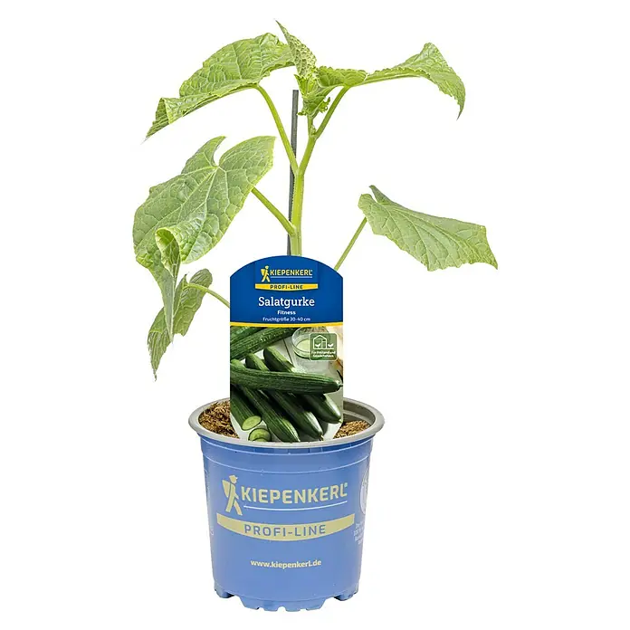Piardino Schlangengurke Fitness - Cucumis sativus, 11 cm - Salatgurkenpflanze 'Fitness' im blauen Topf mit Produktetikett, das die Fruchtgröße von 30-40 cm und die Eignung für Freiland und Gewächshaus angibt.
