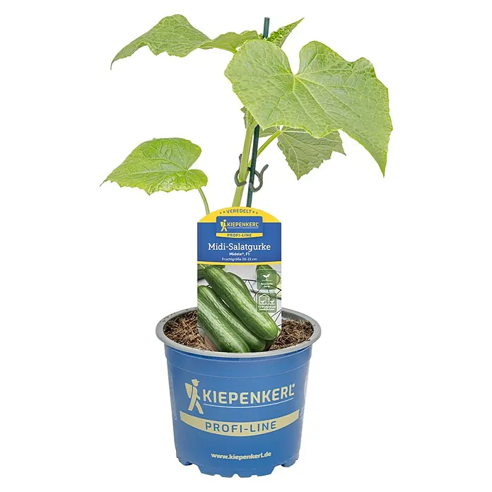 Gurke veredelt - Cucumis sativus 'Midele', 12 cm - Junge Gurkenpflanze in einem blauen Topf mit KIEPENKERL Midi-Salatgurke Etikett und grünem Stab.