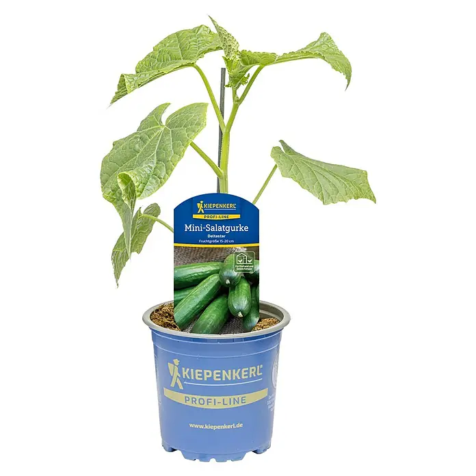 Piardino Schlangengurke Deltastar Mini - Cucumis sativus, 11 cm - Eine junge Gurkenpflanze in einem blauen Topf mit einem Kiepenkerl 'Mini-Salatgurke' Etikett, das kleine Gurken zeigt.