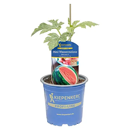 Piardino  Wassermelone Mini Love