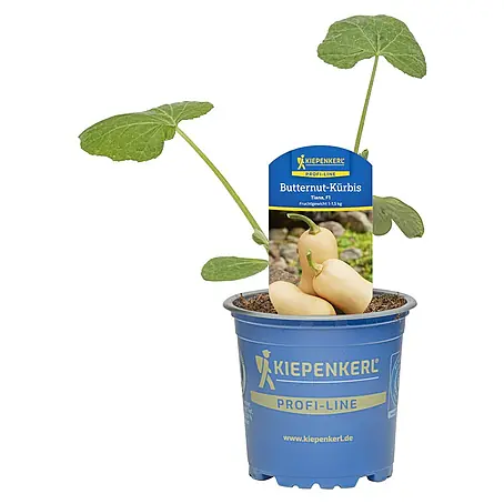 Riesen-Kürbis Muskatkuerbis