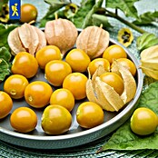 Physalis peruviana 12 Andenbeere Goldvit