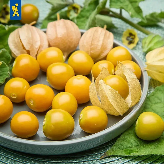Andenbeere - Physalis peruviana 'Goldvital', Topfgröße: 12 cm - Goldene Physalisfrüchte, teils geschält und teils in ihren papierartigen Hüllen, auf einem grauen Teller arrangiert.