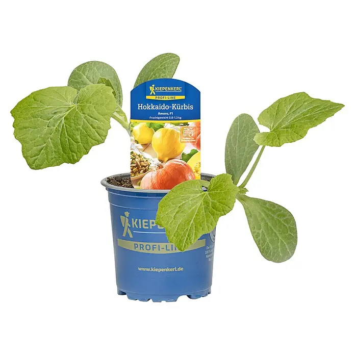 Piardino Hokkaidokürbis Amoro - Cucurbita maxima 'Amoro', 11 cm, Erntezeit: August - Hokkaido-Kürbispflanze im blauen Topf mit KIEPENKERL PROFI-LINE Etikett: 'Amoro, F1', Fruchtgewicht 0,8-1,3 kg.