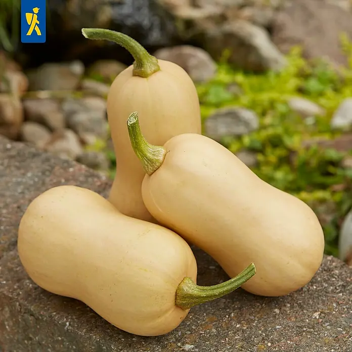 Riesen-Kürbis Muskatkuerbis - Cucurbita moschata, 11 cm - Drei hellbraune Butternusskürbisse ruhen auf einer Steinoberfläche im Freien.