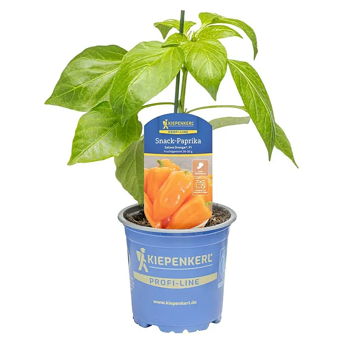 Paprika - Capsicum annum 'Salma Orange', 11 cm - Grüne Snack-Paprika Pflanze im blauen Topf mit Produktetikett.