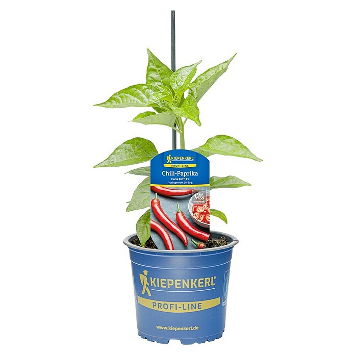 Piardino Paprika (Capsicum annuum 'Carla', 11 cm) | BAUHAUS