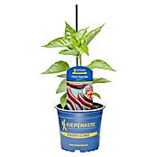 Piardino Paprika (Capsicum annuum 'Carla', 11 cm) | BAUHAUS