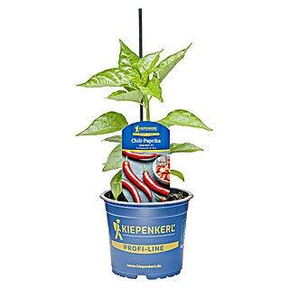 Piardino Paprika (Capsicum annuum 'Carla', 11 cm)