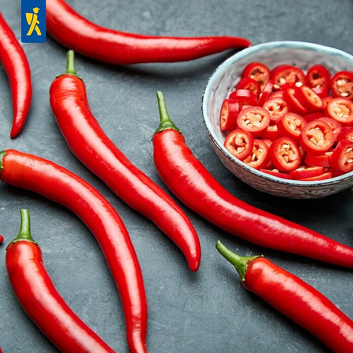 Piardino Paprika (Capsicum annuum 'Carla', 11 cm) | BAUHAUS