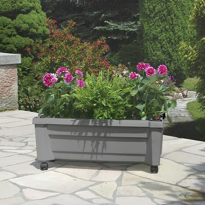 KHW Pflanzkasten Calypso - Außenmaß (L x B x H): 79 x 35 x 33 cm, Kunststoff, Grau, Ohne Rankgitter - Grauer Blumenkasten auf Rädern mit üppigen rosa Dahlien und grünen Farnen, ideal für Terrasse oder Garten.
