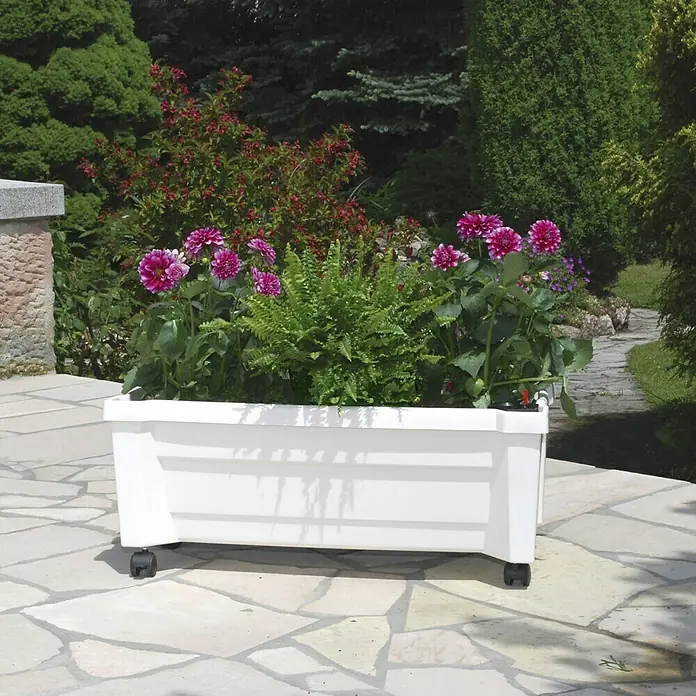 KHW Pflanzkasten Calypso - Außenmaß (L x B x H): 79 x 35 x 33 cm, Kunststoff, Weiß, Ohne Rankgitter - Weiße Pflanzkiste auf Rädern mit üppigen Blumen und Farnen, ideal für Garten, Terrasse oder Balkon.