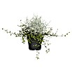 Piardino Pflanzenarrangement Silberkörbchen und Drahtwein (Topfgröße: 13 cm)