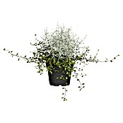 Piardino Pflanzenarrangement Silberkörbchen und Drahtwein (Topfgröße: 13 cm)