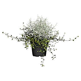 Piardino Garten-Arrangement Silberkörbchen und Drahtwein (Topfgröße: 13 cm, null)