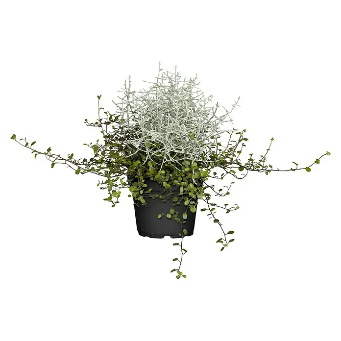 Piardino Garten-Arrangement Silberkörbchen und DrahtweinTopfgröße: 13 cm - Das Bild zeigt eine Topfpflanze mit silbernen und grünen Blättern, die eine elegante und natürliche Dekoration für jeden Raum darstellt.