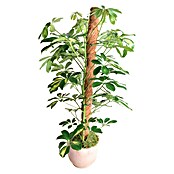 Nortene Kokosov štap (Duljina: 120 cm)