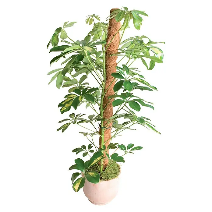 Nortene Tutor de coco - Largo: 120 cm - Una planta de interior con un palo de musgo en una maceta redonda y rosa, que añade un toque de verdor al hogar.