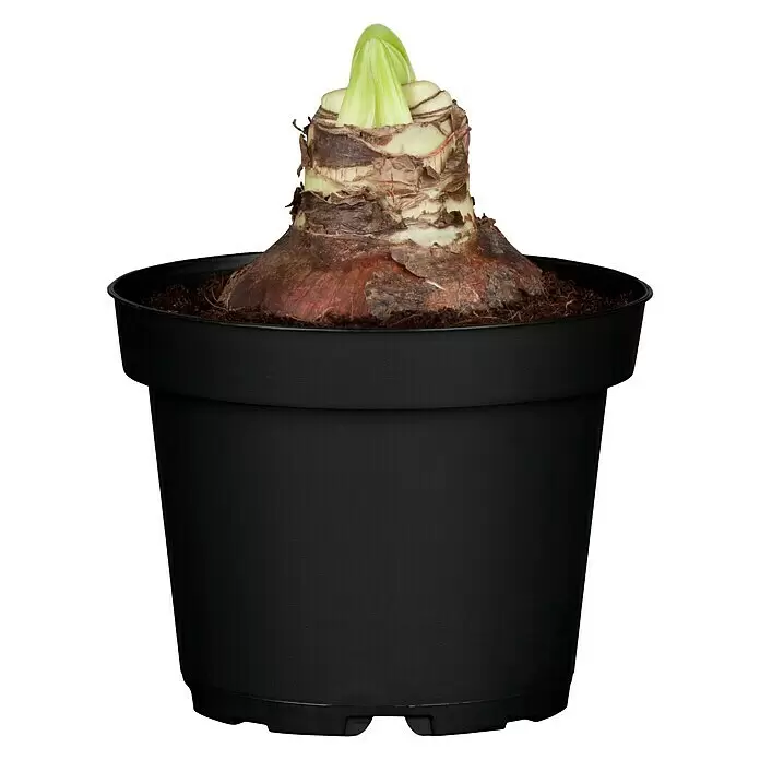 Piardino Amaryllis - Hippeastrum x Hybrid, Topfgröße: 12 cm, Rosa - Vorderansicht
