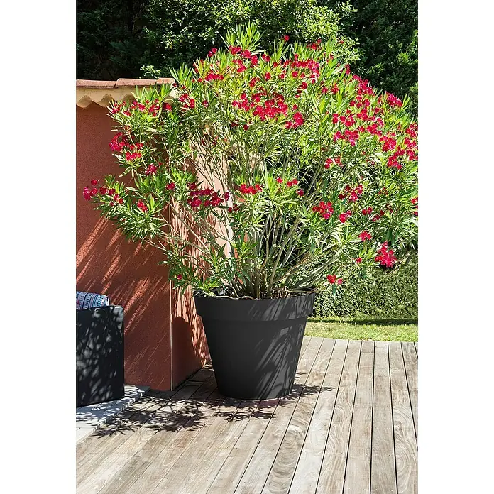 Pflanztopf Toscana - Außenmaß (Ø x H): 98,5 x 79,5 cm, Kunststoff, Anthrazit - Großer schwarzer Pflanzkübel mit leuchtend rotem Oleander, auf einer Holzterrasse.