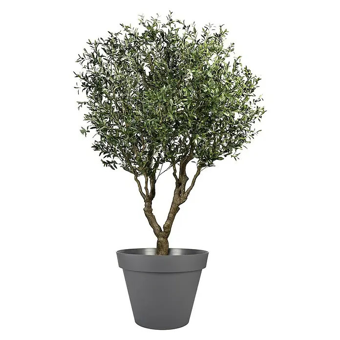 Pflanztopf Toscana - Außenmaß (Ø x H): 79 x 66 cm, Kunststoff, Anthrazit - Getopfter Olivenbaum mit grünen Blättern und kleinen dunklen Oliven in einem runden grauen Topf.