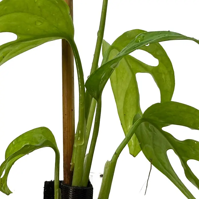 Fensterblatt Rarität - Monstera obliqua el oro, Topfgröße: 9,4 cm - Üppige grüne Pflanze mit Wassertropfen auf ihren gelöcherten Blättern und Stielen, an einem Holzpfahl befestigt.