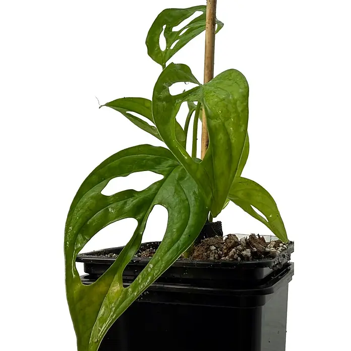Fensterblatt Rarität - Monstera obliqua el oro, Topfgröße: 9,4 cm - Monstera Adansonii Pflanze mit gelochten grünen Blättern im schwarzen Topf an Holzstab.