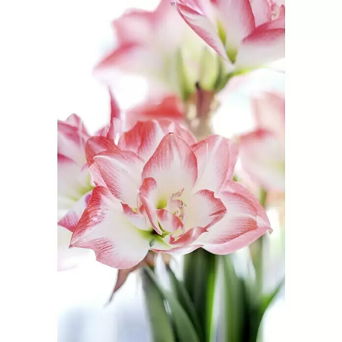 Piardino Amaryllis - Hippeastrum x Hybrid, Topfgröße: 12 cm, Rosa - Nahaufnahme zarter rosa-weiß gestreifter Blüten mit mehreren Blütenblättern.