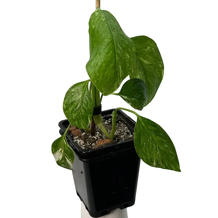 Fensterblatt Rarität - Monstera lechleriana variegata, Topfgröße: 9,4 cm - Variegierte grün-weiße Pflanze mit Wassertropfen auf Blättern, in einem schwarzen Topf.