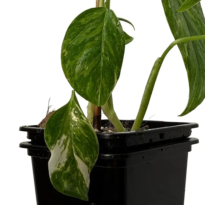 Fensterblatt Rarität - Monstera lechleriana variegata, Topfgröße: 9,4 cm - Buntblättrige grün-weiße Pflanze in einem schwarzen Plastiktopf.
