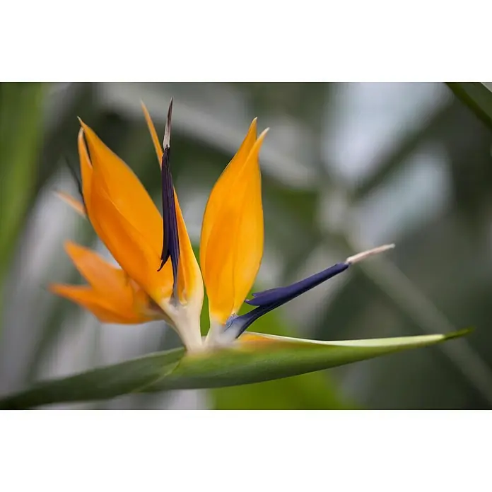 Piardino Königs-Strelitzie - Strelitzia reginae, Topfgröße: 17 cm - Nahaufnahme einer Paradiesvogelblume mit leuchtend orangefarbenen Blütenblättern und blauen Akzenten.