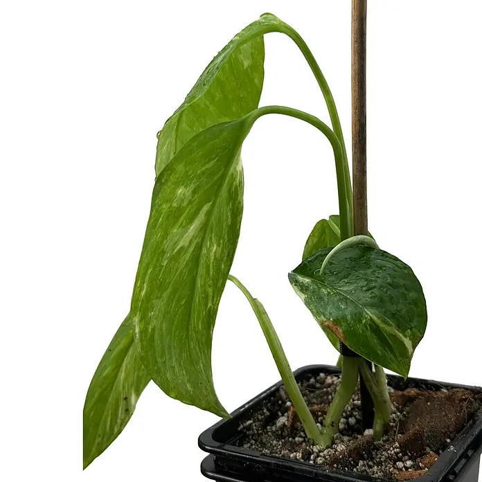Fensterblatt Rarität - Monstera lechleriana variegata, Topfgröße: 9,4 cm - Eine kleine Topfpflanze mit grün panaschierten Blättern, gestützt von einem Holzstab.