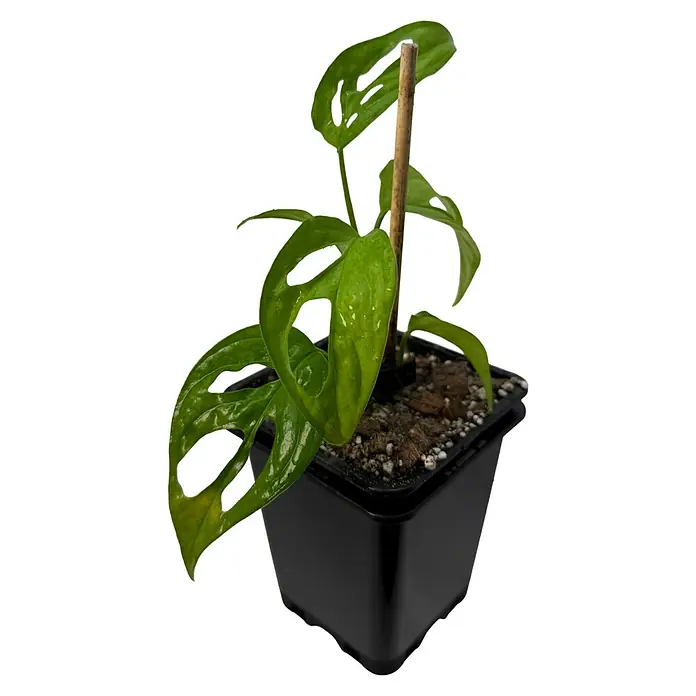 Fensterblatt Rarität - Monstera obliqua el oro, Topfgröße: 9,4 cm - Eine kleine Monstera Adansonii Pflanze mit charakteristischen grünen, perforierten Blättern in einem schwarzen Plastiktopf, gestützt von einem Holzstab.